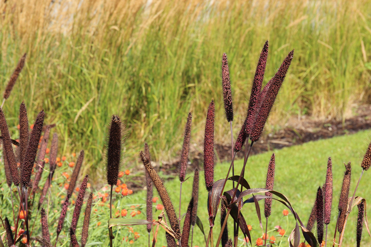 Red Jewel Millet (Setaria italica) Seeds – 25 ct