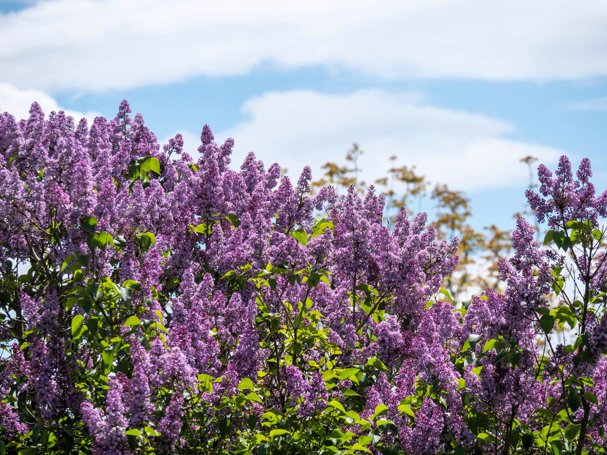 25 French Lilac (Syringa Vulgaris) Seeds