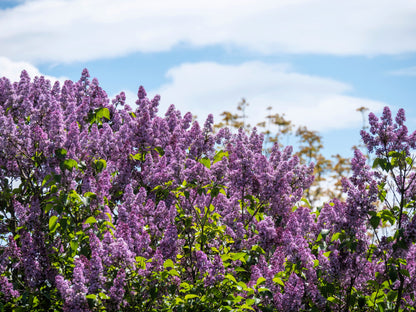 25 French Lilac (Syringa Vulgaris) Seeds