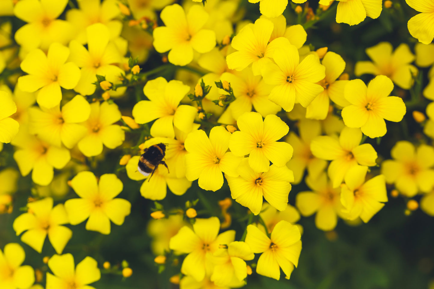 500  Golden Flax/Linseed (Linum Flavum) Seeds