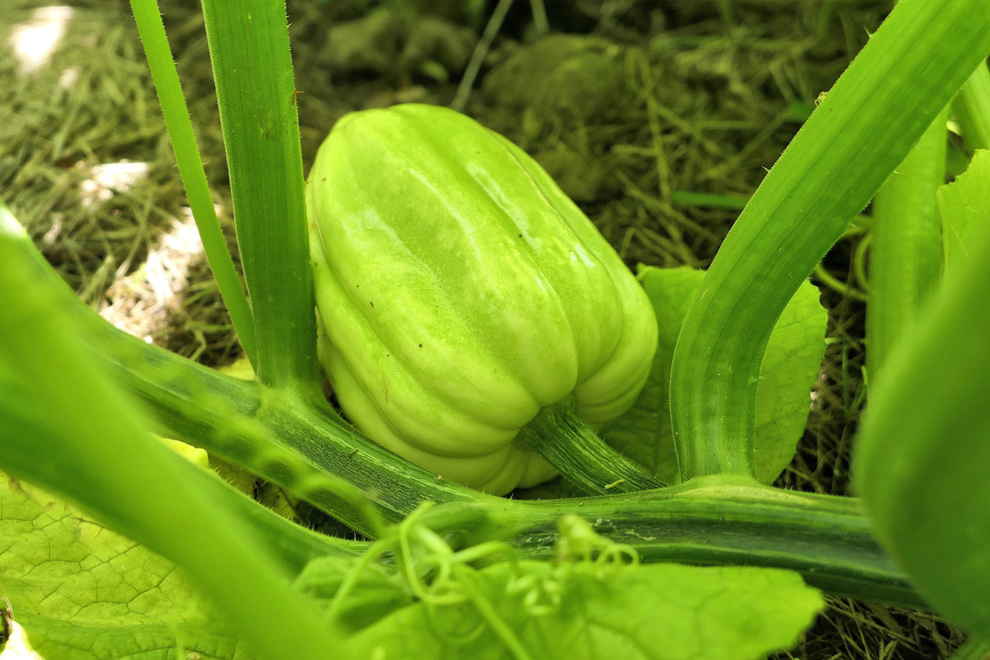 50 Table Queen Acorn Squash (Cucurbita Pepo) Seeds