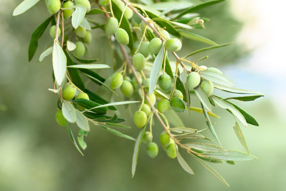 15 EUROPEAN OLIVE TREE Olea Europaea Edible Common Green Black Fruit Seeds