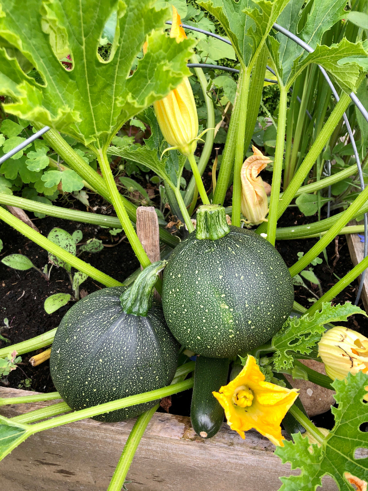 Round Zucchini (Cucurbita pepo) Seeds – 50 ct