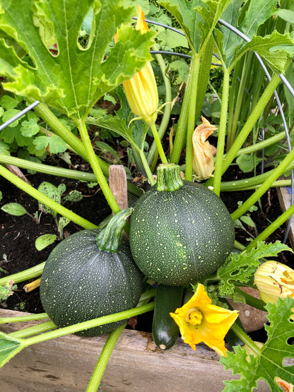 Round Zucchini (Cucurbita pepo) Seeds – 50 ct