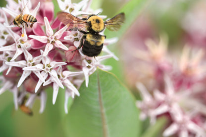 50 Showy (Greek) Milkweed (Asclepias Speciosa) Seeds