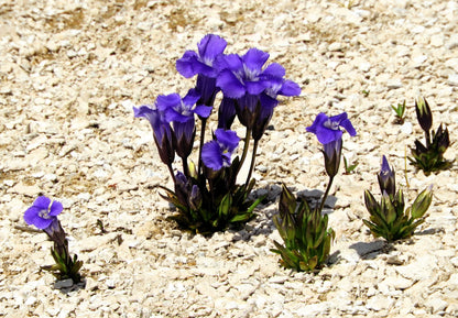 200 Fringed Gentian (Gentiana Crinita Gentianopsis) Seeds