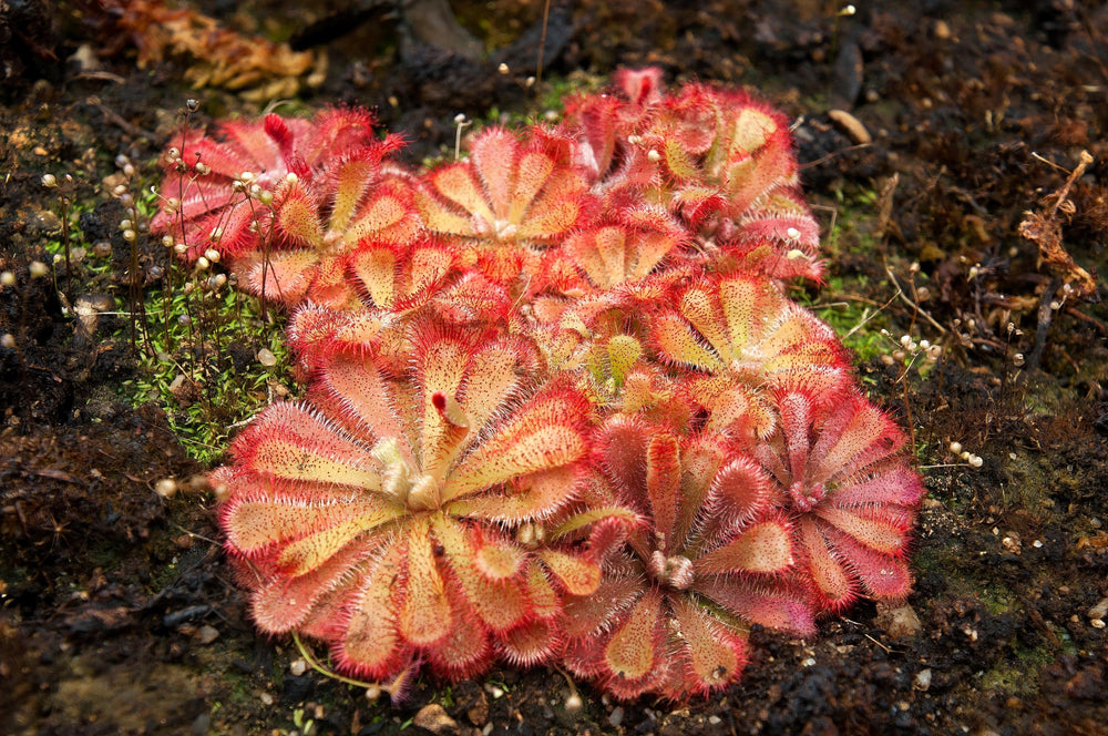 10 Carnivorous Sundew Plant (Drosera) Seeds