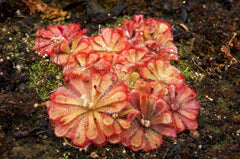 10 Carnivorous Sundew Plant (Drosera) Seeds