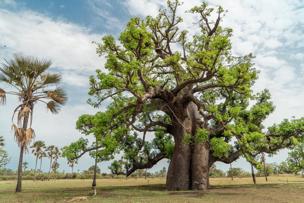 5 African BAOBAB TREE Adansonia Digitata Monkey Bread Judas Fruit Seed ...