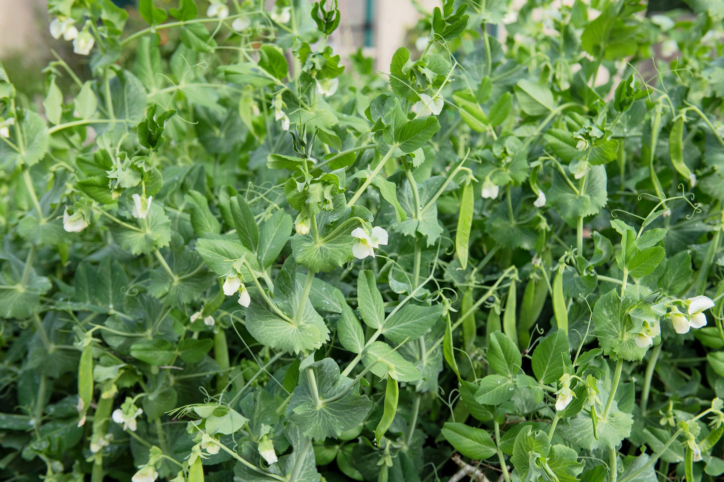 50 Green Arrow Pea (Pisum Sativum) Seeds