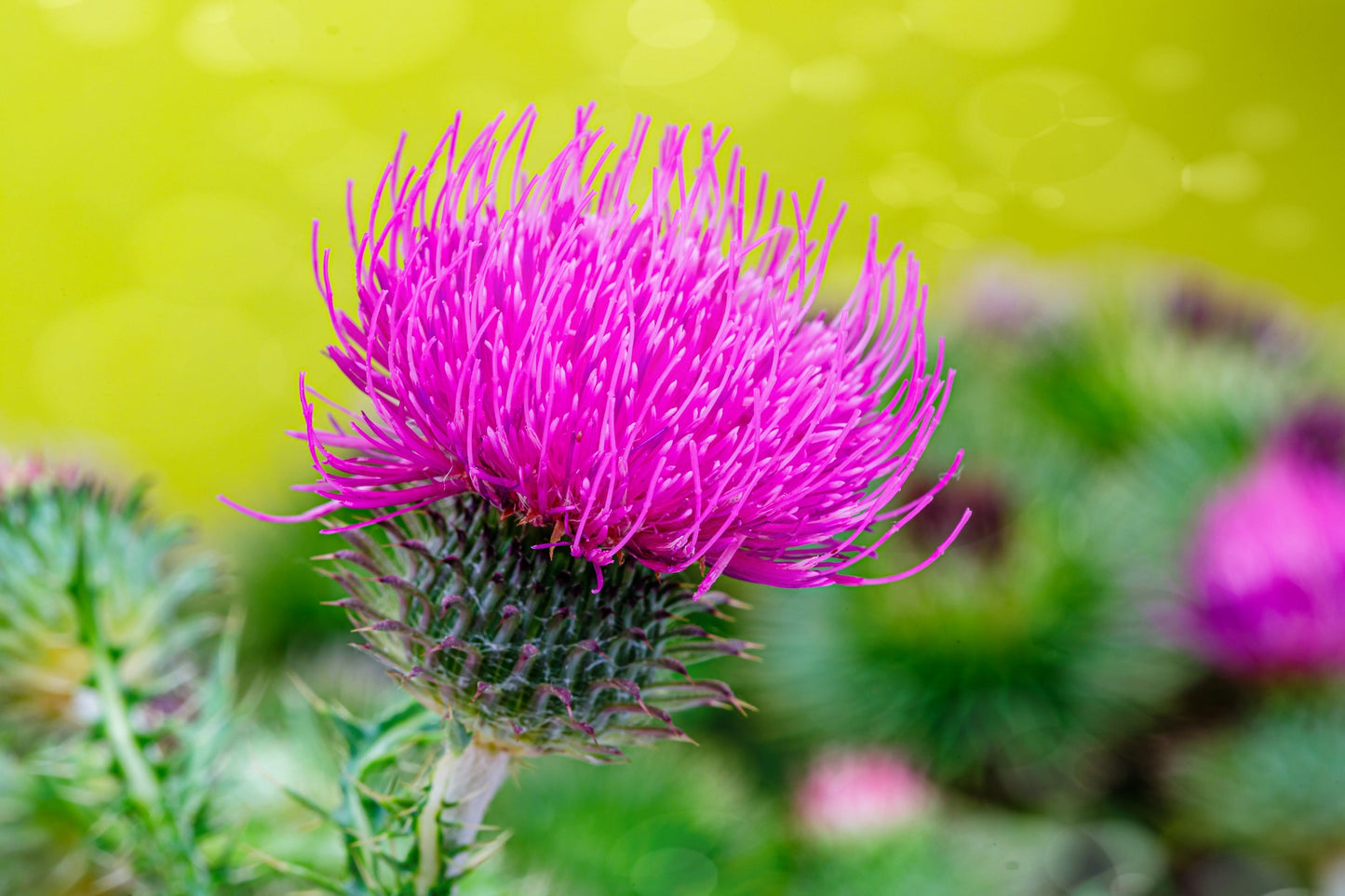 100 organic Milk Thistle (Silybum Marianum) Seeds
