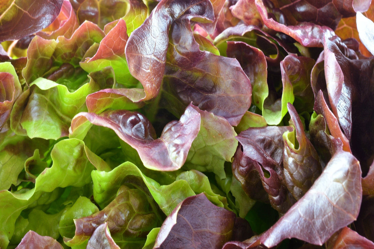 3000 BRONZE MIGNONETTE LETTUCE Butterhead Lactuca Sativa Vegetable Seeds