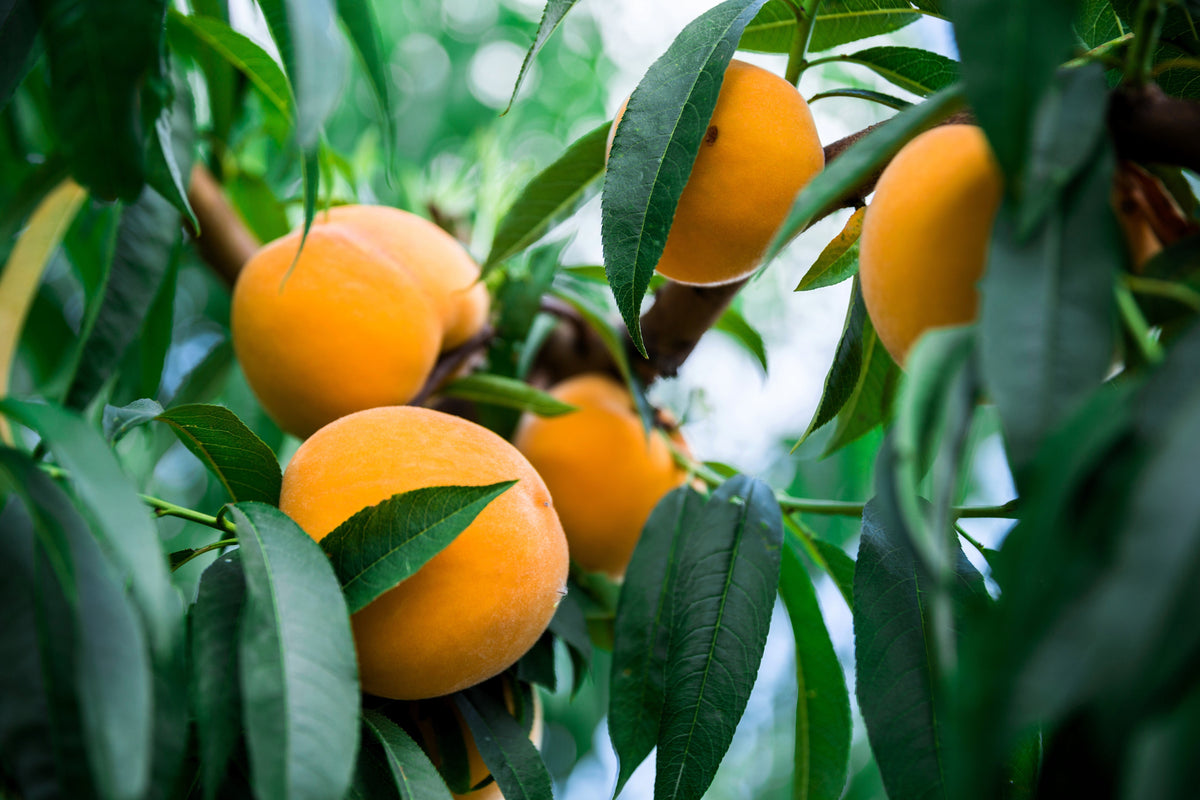 3 Nemaguard PeachTree (Prunus Persica) Seeds