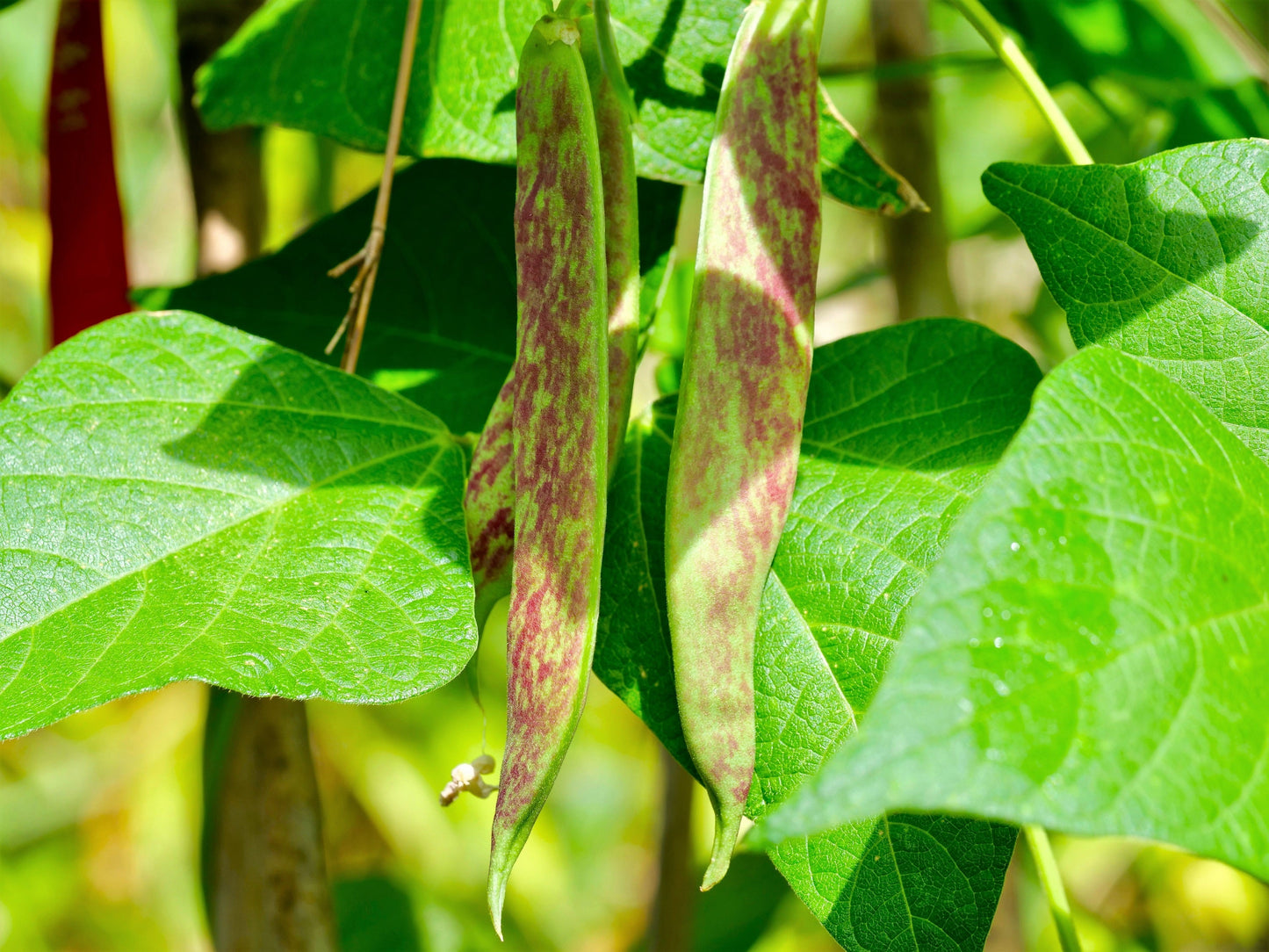 25 Cranberry Bean (Phaseolus Vulgaris) Seeds