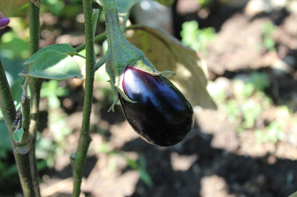 1000 Black Beauty Eggplant (Solanum Melongena Esculentum) Seeds