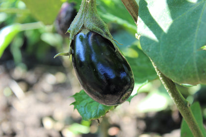 1000 Black Beauty Eggplant (Solanum Melongena Esculentum) Seeds