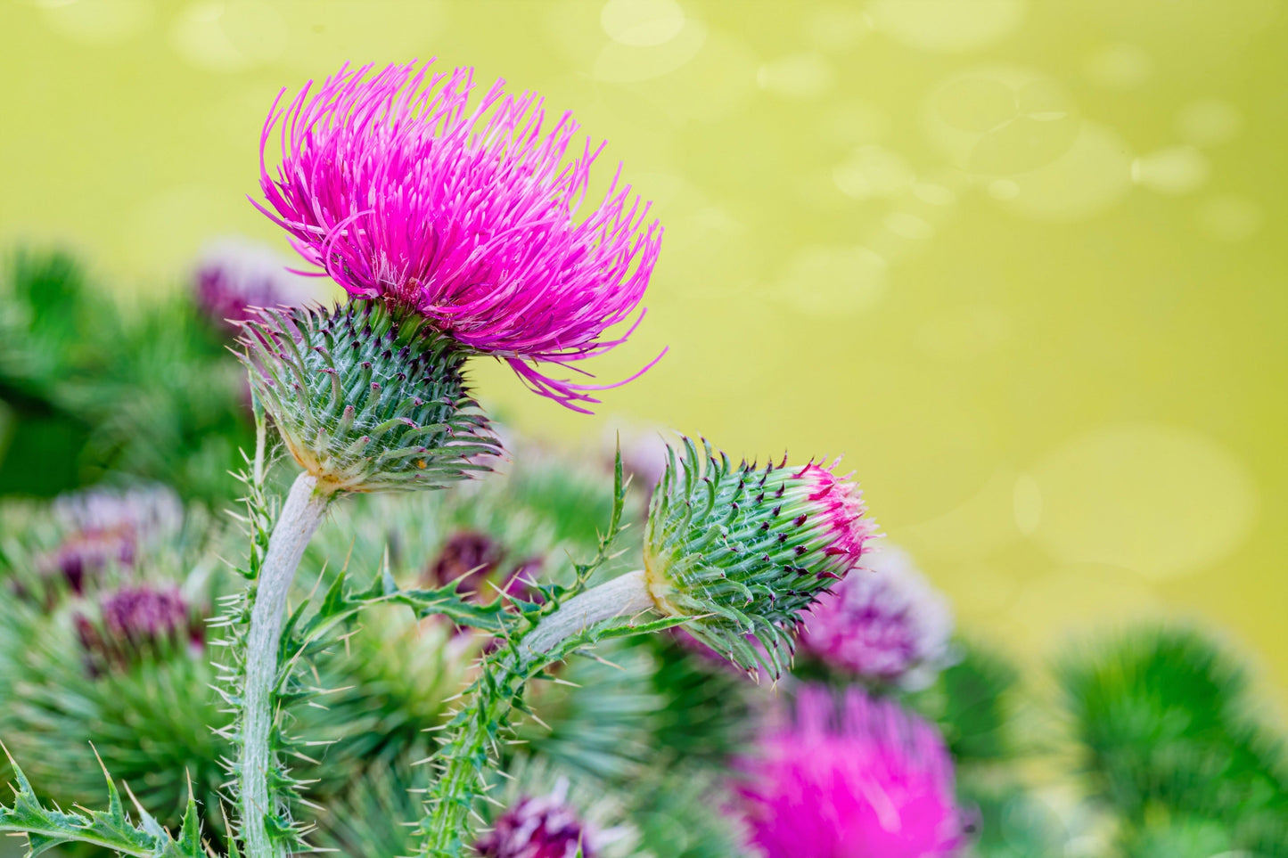 100 organic Milk Thistle (Silybum Marianum) Seeds