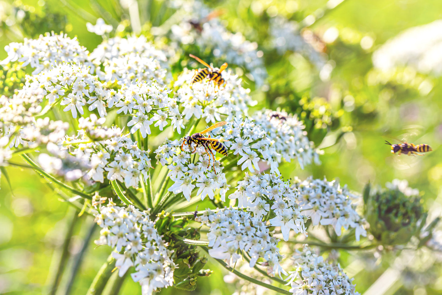 400 Caraway (Carum Carvi) Seeds