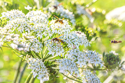 400 Caraway (Carum Carvi) Seeds