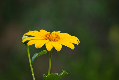 Mexican Ssunflower (Tithonia Speciosa) Seeds
