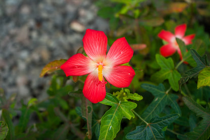 Ambrette (Musk Mallow) (Abelmoschus moschatus) Seeds – 40 ct