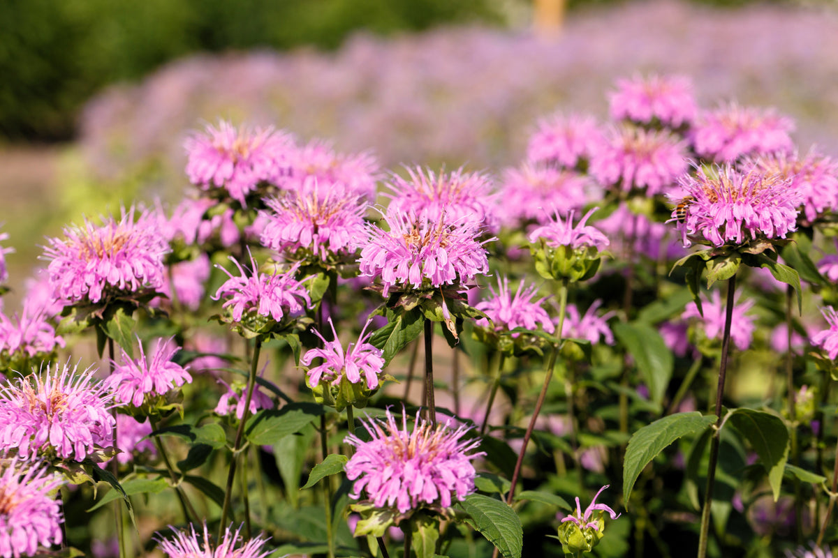 20 Dwarf PINK BEE BALM Monarda Bradburiana Eastern Beebalm Herb Flower Seeds