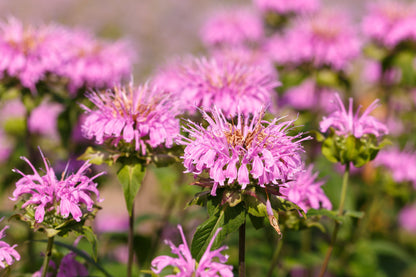 20 Dwarf PINK BEE BALM Monarda Bradburiana Eastern Beebalm Herb Flower Seeds