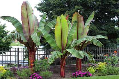 5 Red Abyssinian Banana (Musa Ensete Ventricosum) Seeds