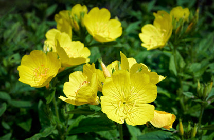 150 Dwarf Evening Primrose (Oenothera Macrocarpa syn. Missouriensis) Seeds