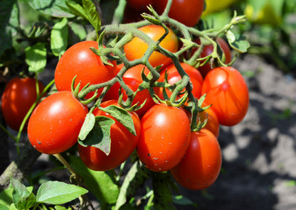500 Roma Tomato (Lycopersicon Lycopersicum) Seeds