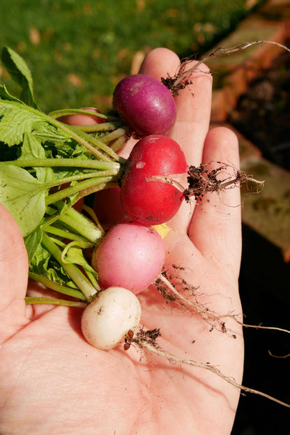 500 Mixed Colors EASTER EGG RADISH Raphanus Sativus Vegetable Seeds
