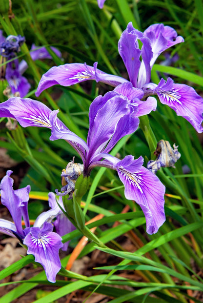 20 Oregon Iris (Iris Tenax) Seeds