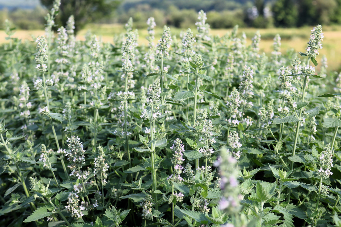 200 Lemony Catnip (Nepeta Cataria Citriodora) Seeds