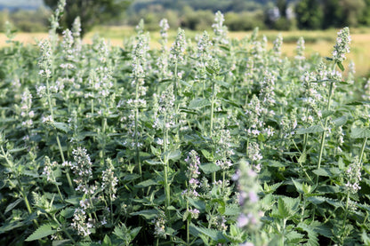 200 Lemony Catnip (Nepeta Cataria Citriodora) Seeds