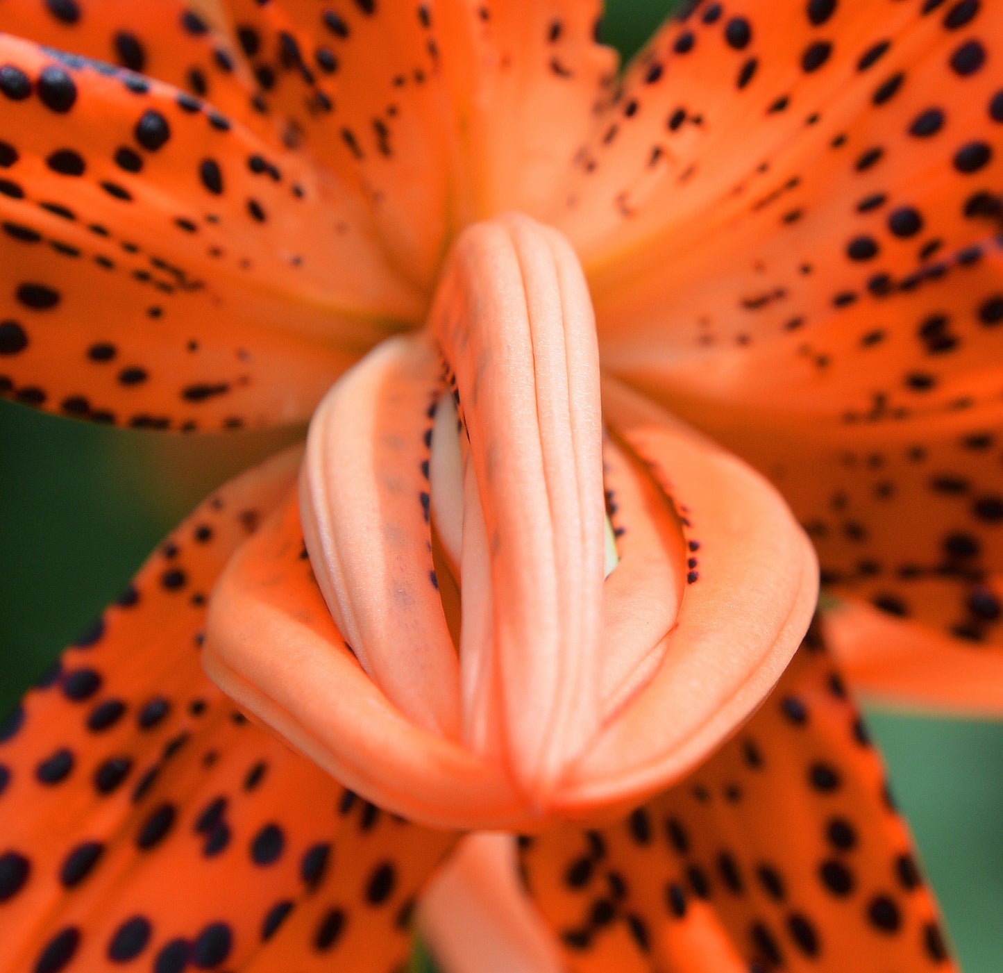 15 Western Hybrid Lily (Lillium Western Hybrids) Seeds