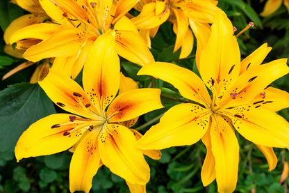 15 Western Hybrid Lily (Lillium Western Hybrids) Seeds