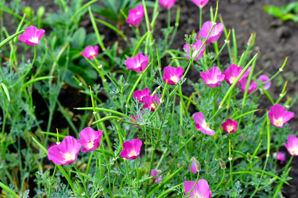 Purple Gleam California Poppy (Eschscholzia californica) Seeds – 100 ct