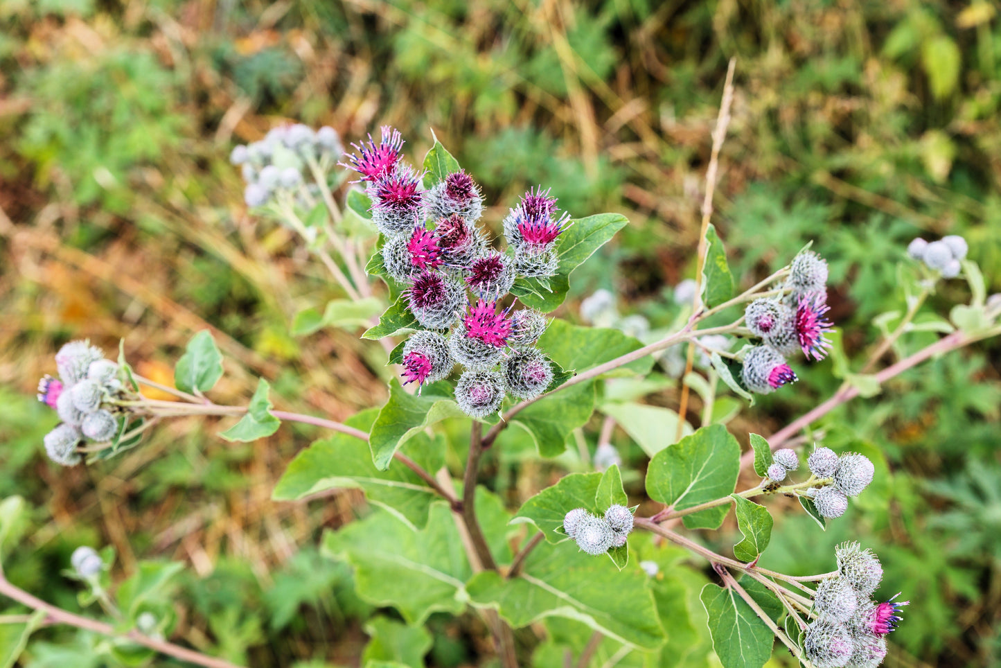 200 Burdock (Arctium Lappa) Seeds
