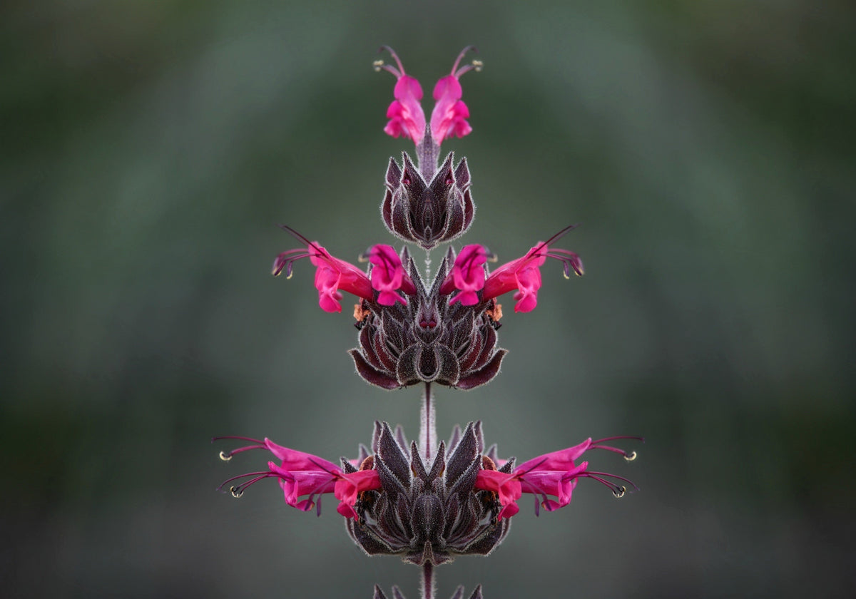 Organic Hummingbird Sage (Salvia spathacea) Seeds – 10 ct