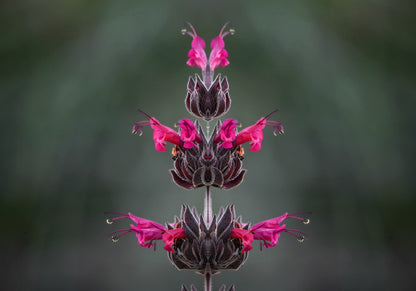 Organic Hummingbird Sage (Salvia spathacea) Seeds – 10 ct