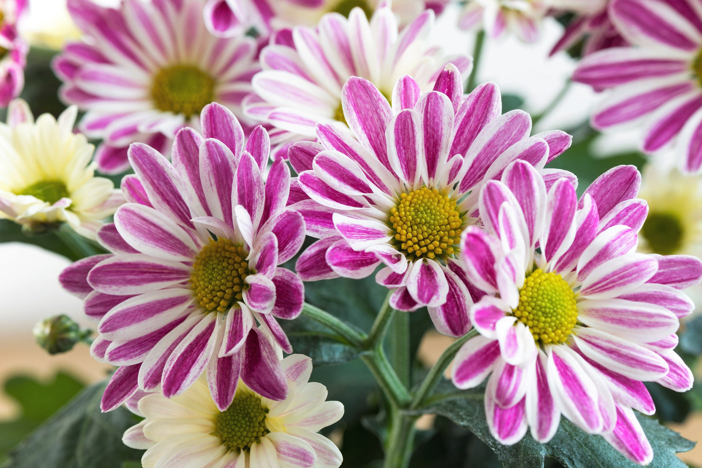 50 Mixed Colors Indian Chrysanthemum (Chrysanthemum Indicum) Seeds