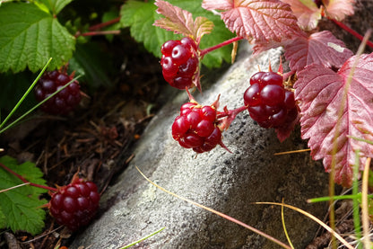 10 Arctic Raspberry (Rubus Arcticus) Seeds