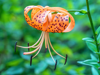 15 Western Hybrid Lily (Lillium Western Hybrids) Seeds