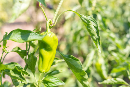 75 Cubanelle Pepper (Capsicum Annuum) Seeds