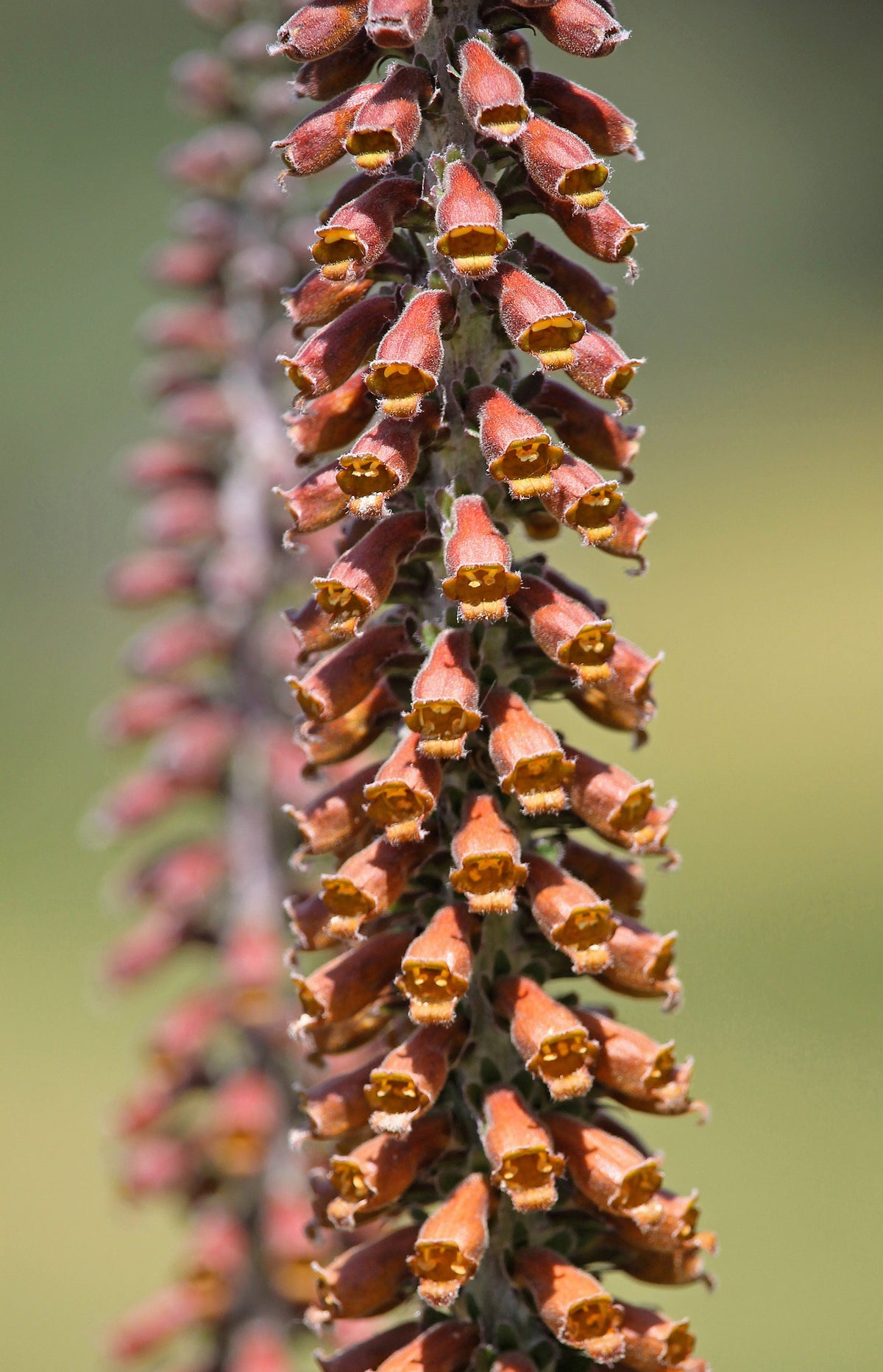 20 MILK CHOCOLATE FOXGLOVE Spanish Digitalis Parviflora Red Brown Flower Seeds