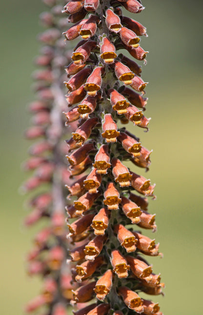 20 MILK CHOCOLATE FOXGLOVE Spanish Digitalis Parviflora Red Brown Flower Seeds