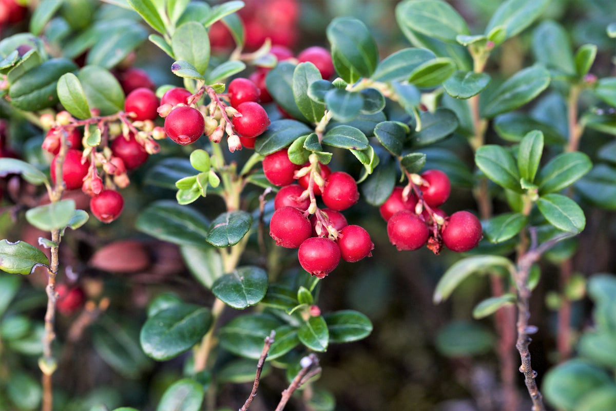 Lingonberry (Vaccinium vitis-idaea) Seeds – 50 ct
