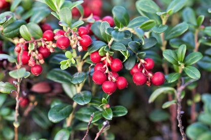 Lingonberry (Vaccinium vitis-idaea) Seeds – 50 ct
