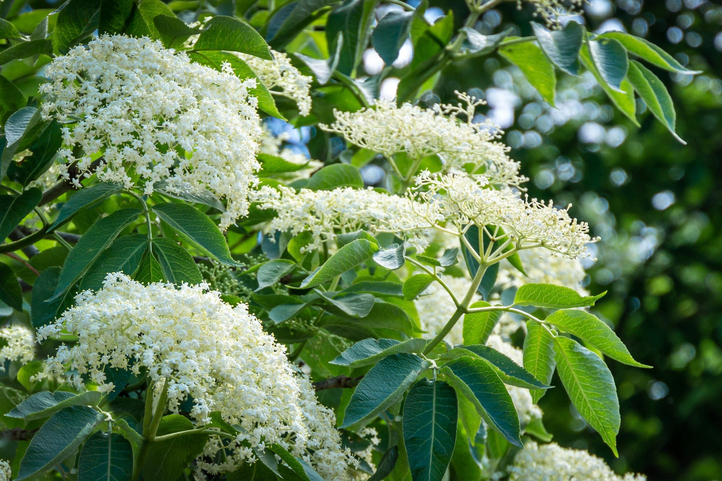 500 American ELDERBERRY (Sambucus Nigra Canadensis) Seeds