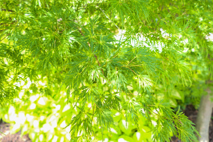 10 Green Laceleaf Maple (Acer Palmatum Dissectum Viridis) Seeds